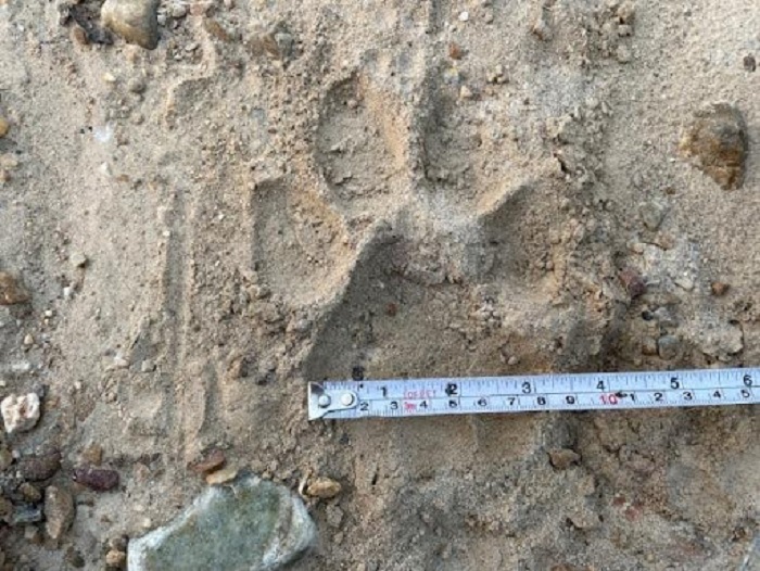 Tiger-footprint-female-1707134431.jpg