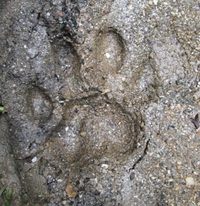 Tiger-footprint-male-1707134444.jpg