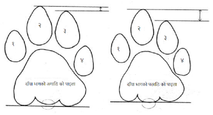 Tiger-footprint2-1707134405.png