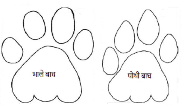 Tiger-footprint3-1707134421.png