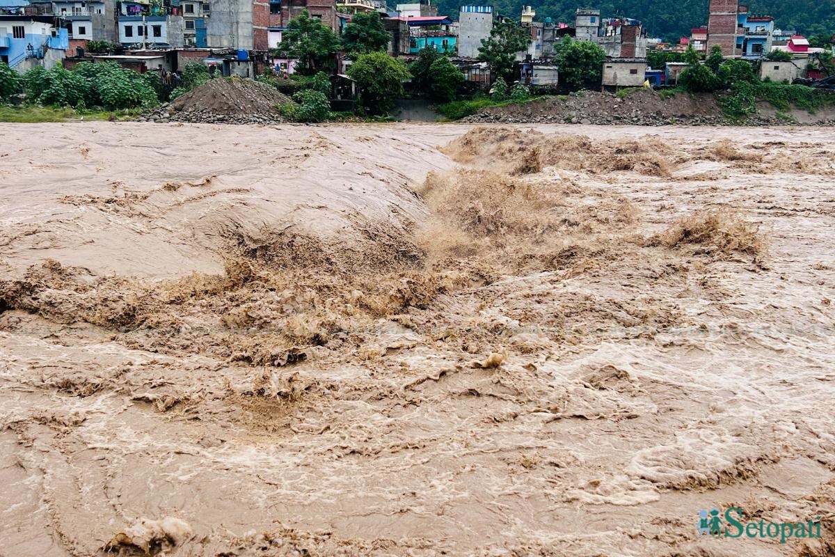बुटवलमा बढेको तिनाउ। तस्बिरः नेपाल फोटो लाइब्रेरी।