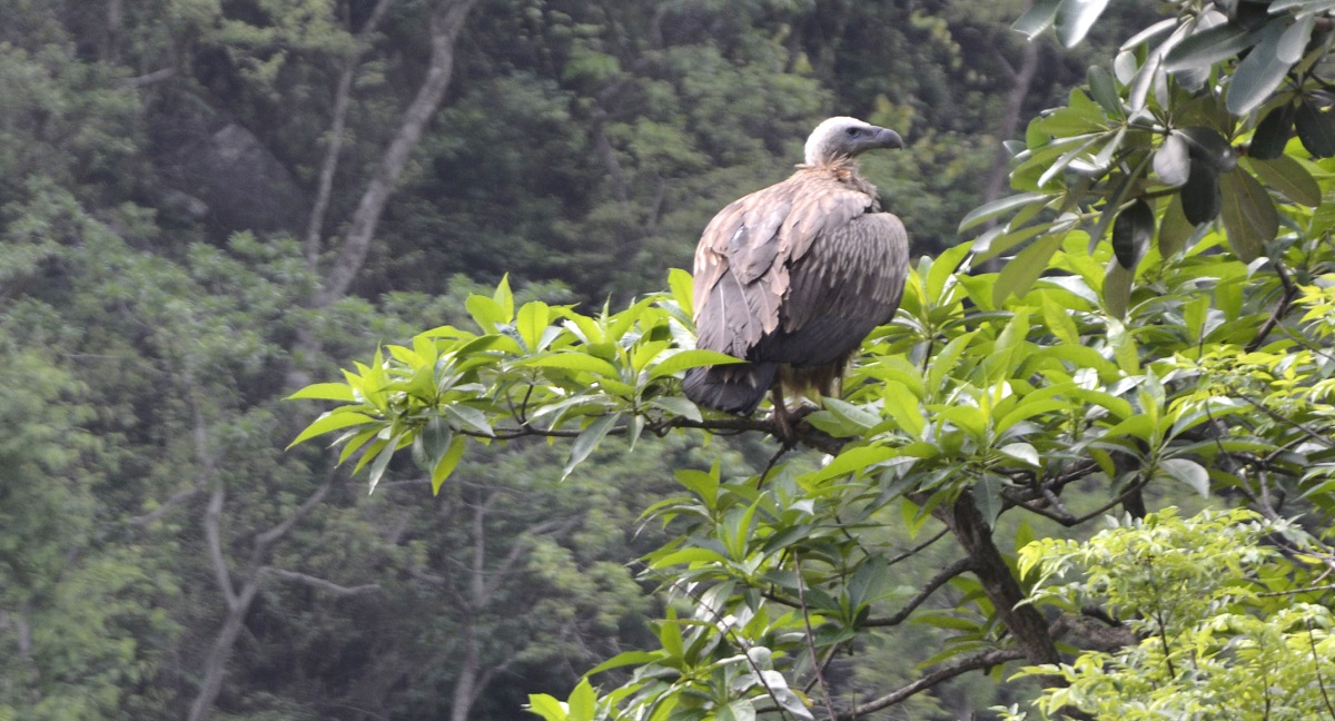 तस्बिरः अनुज घिमिरे