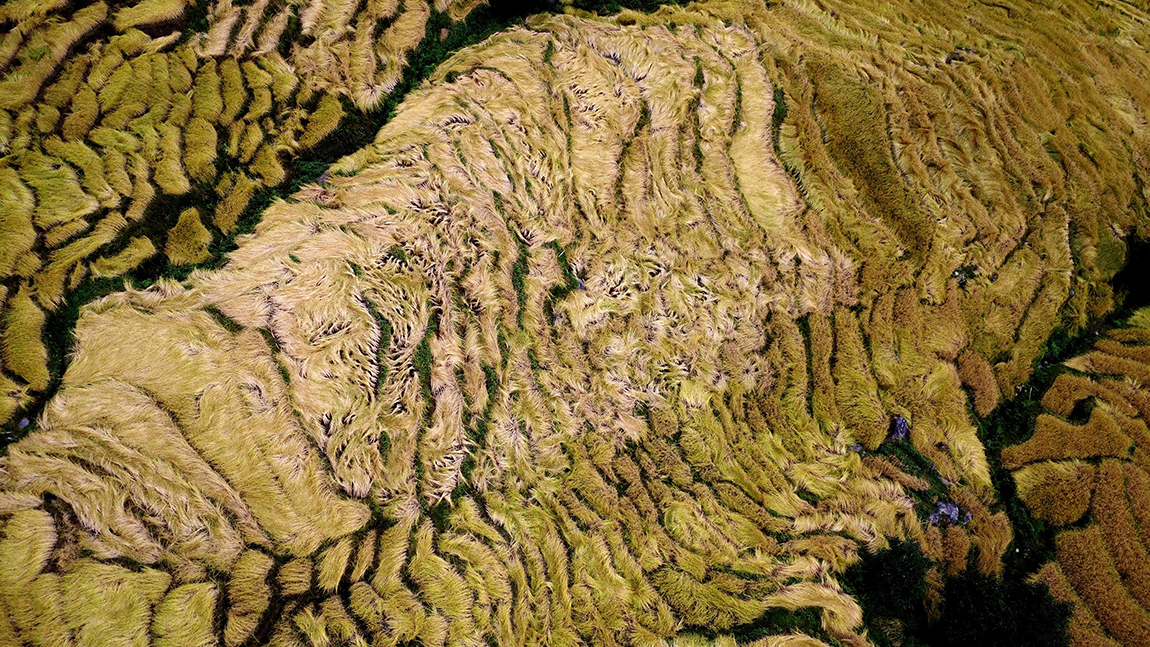 गत हप्ता परेको लगातारको झरिले  ढलेको भोजपुर नगरपालिका ५ स्थित खेतमा धानबाली। धानमा क्षति पुगेपछि किसान समस्यामा परेका छन्।  तस्बिर: युवराज विष्ट/रासस