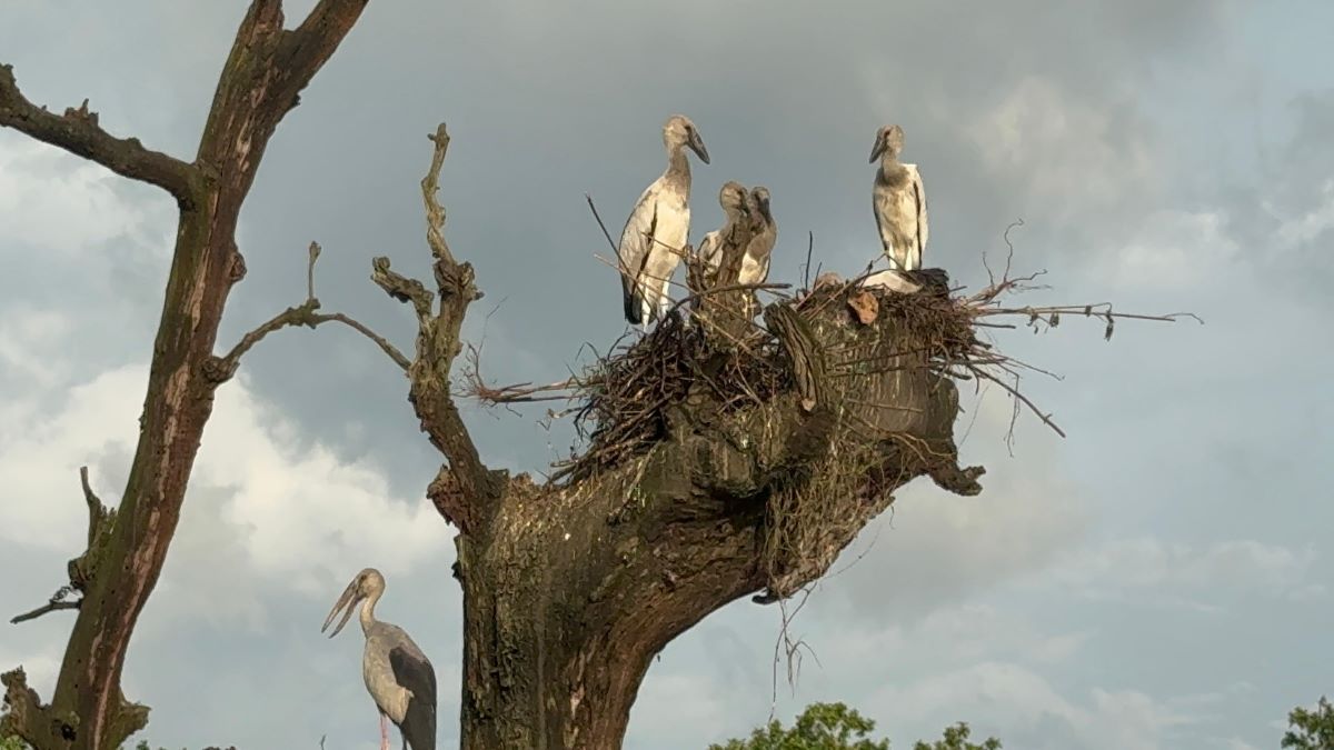 फाइल तस्बिर।