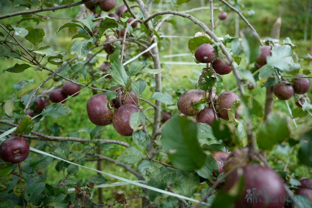 apple-(1)-1758350476.jpg