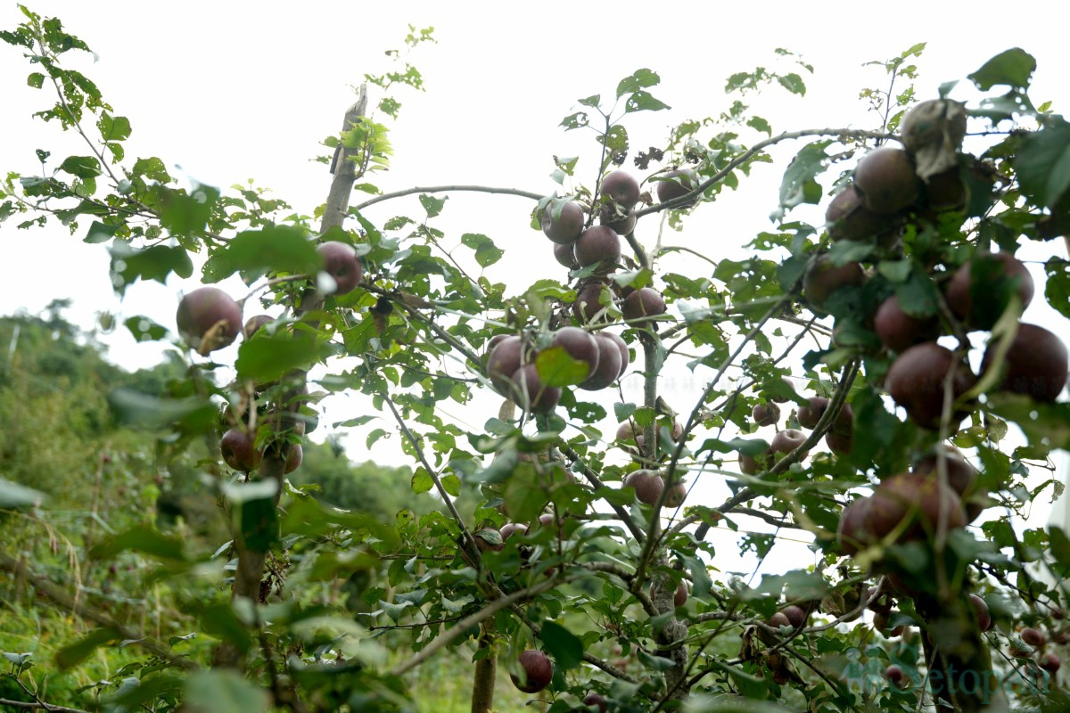 apple-(2)-1758350476.jpg