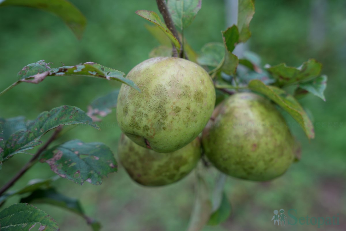 apple-(5)-1758350478.jpg