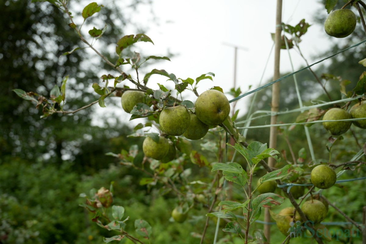 apple-(6)-1758350478.jpg