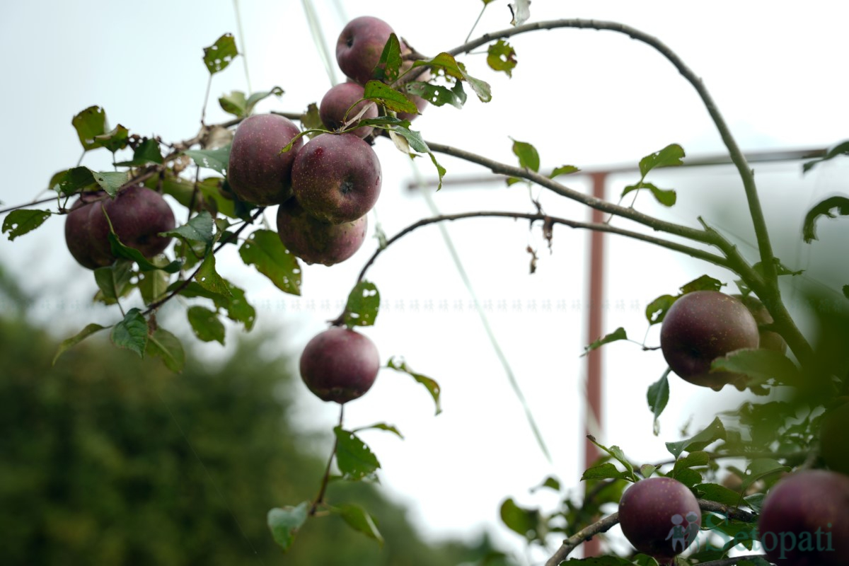 apple-(9)-1758350481.jpg