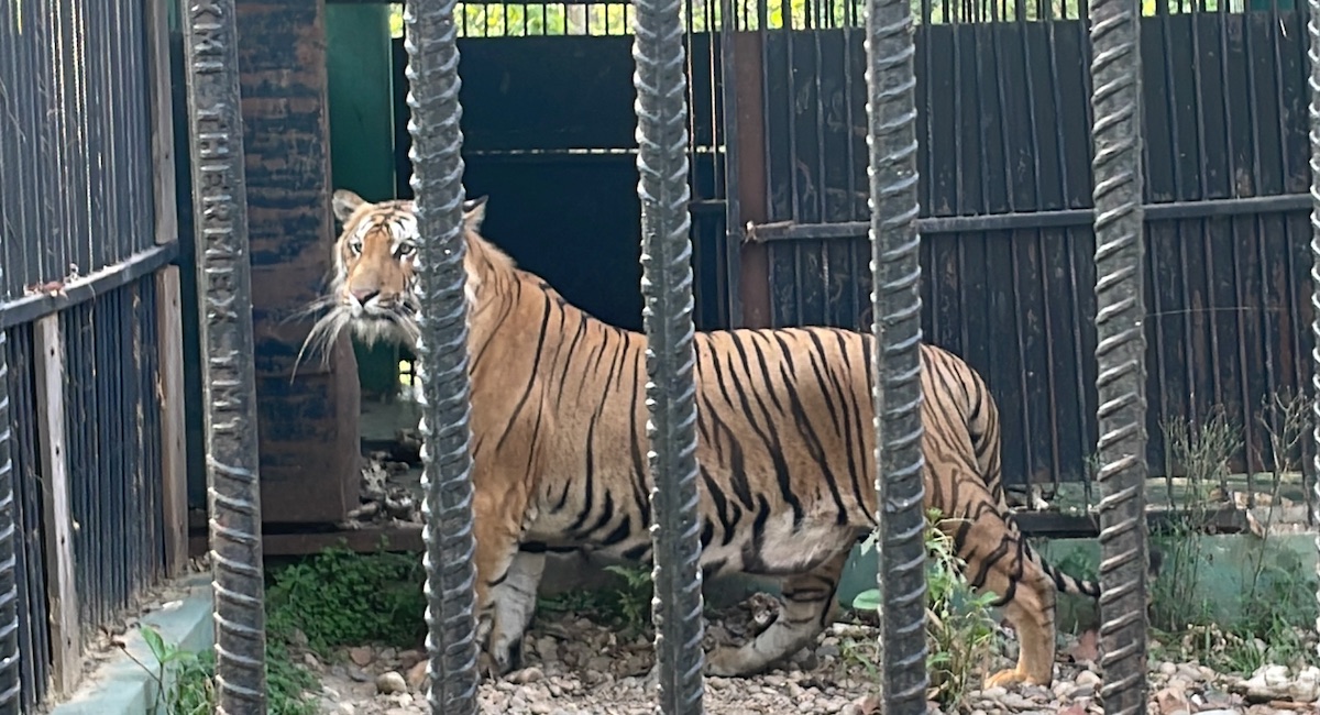 फोटो–बाँकेमा पाँच जनाको ज्यान लिएको नरभक्षी बाघ चितवन राष्ट्रिय निकुञ्जमा रहेको इनक्लोजरमा। 