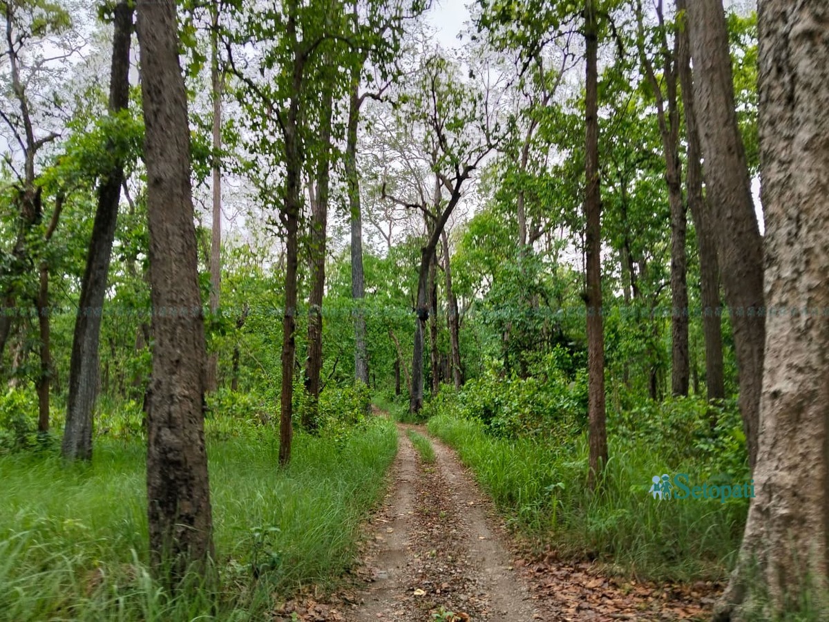 bardiya-nikunja3-1781972951.jpeg