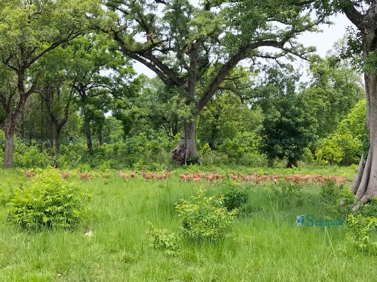 bardiya-nikunja5-1781972951.jpeg