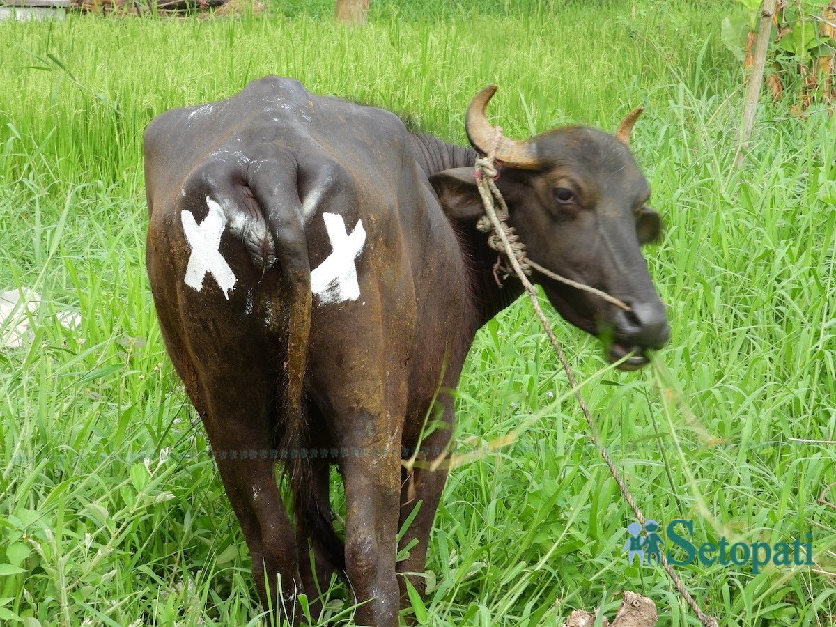 bhaisi-1750008093.jpg