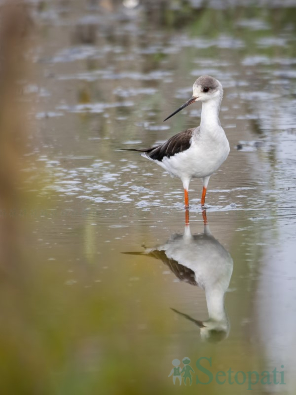 birds-(1)-1761379677.jpg