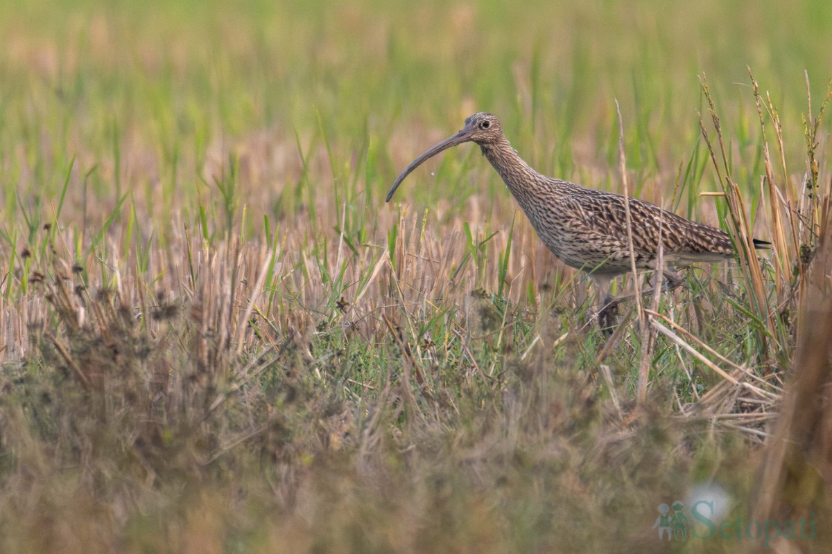 birds-(11)-1761379681.jpg