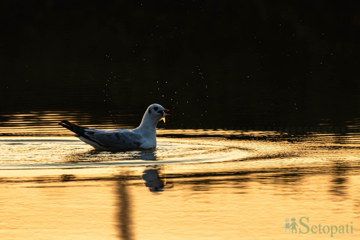 birds-(12)-1761379681.jpg