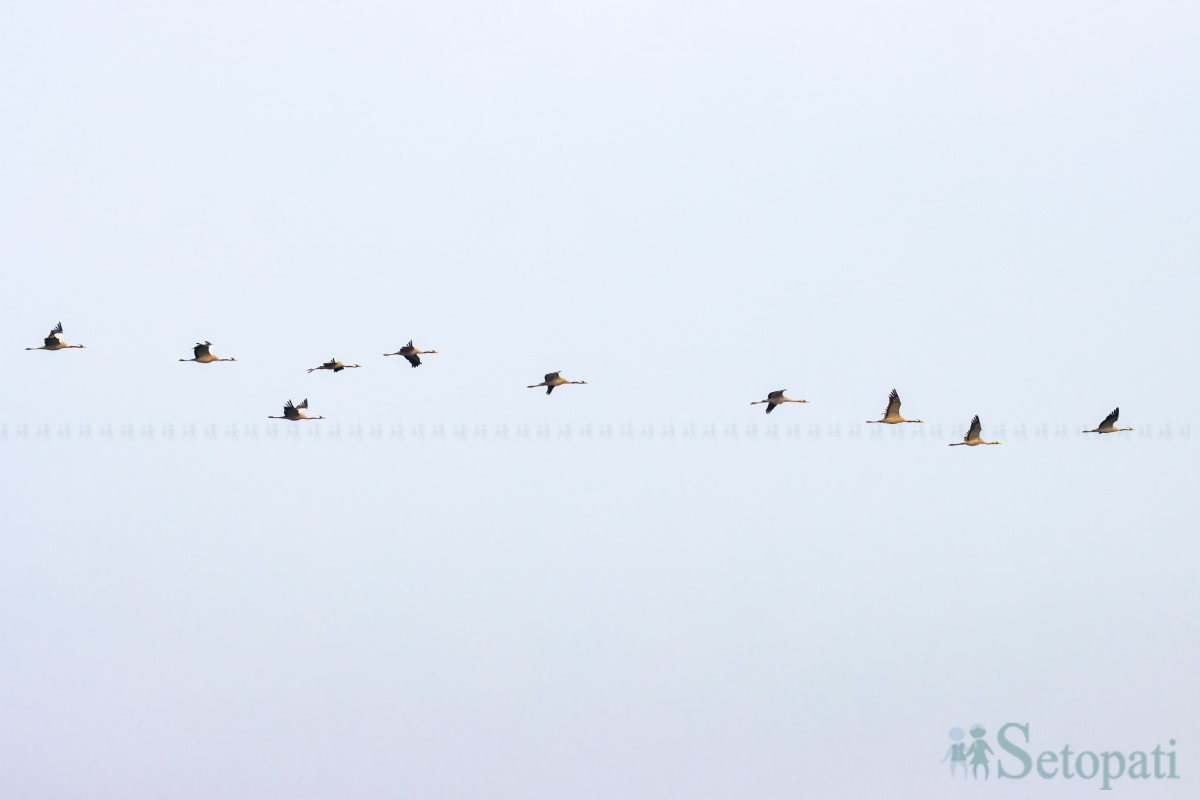 birds-(14)-1761379682.jpg