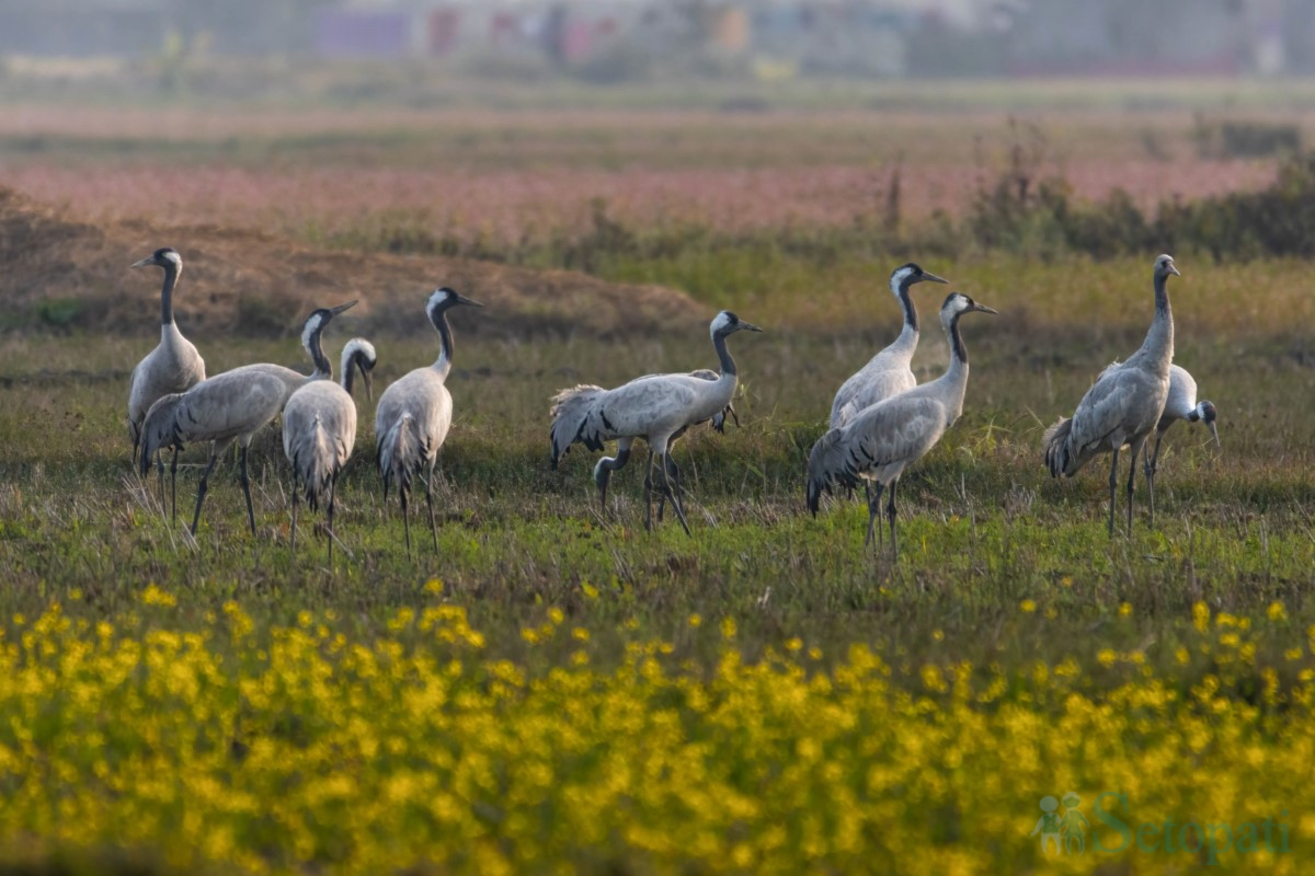 birds-(15)-1761379682.jpg