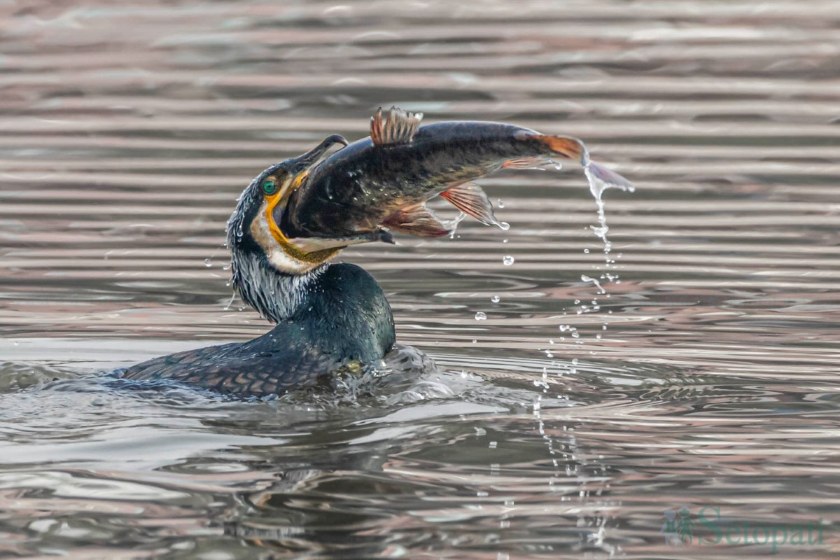 birds-(16)-1761379682.jpg
