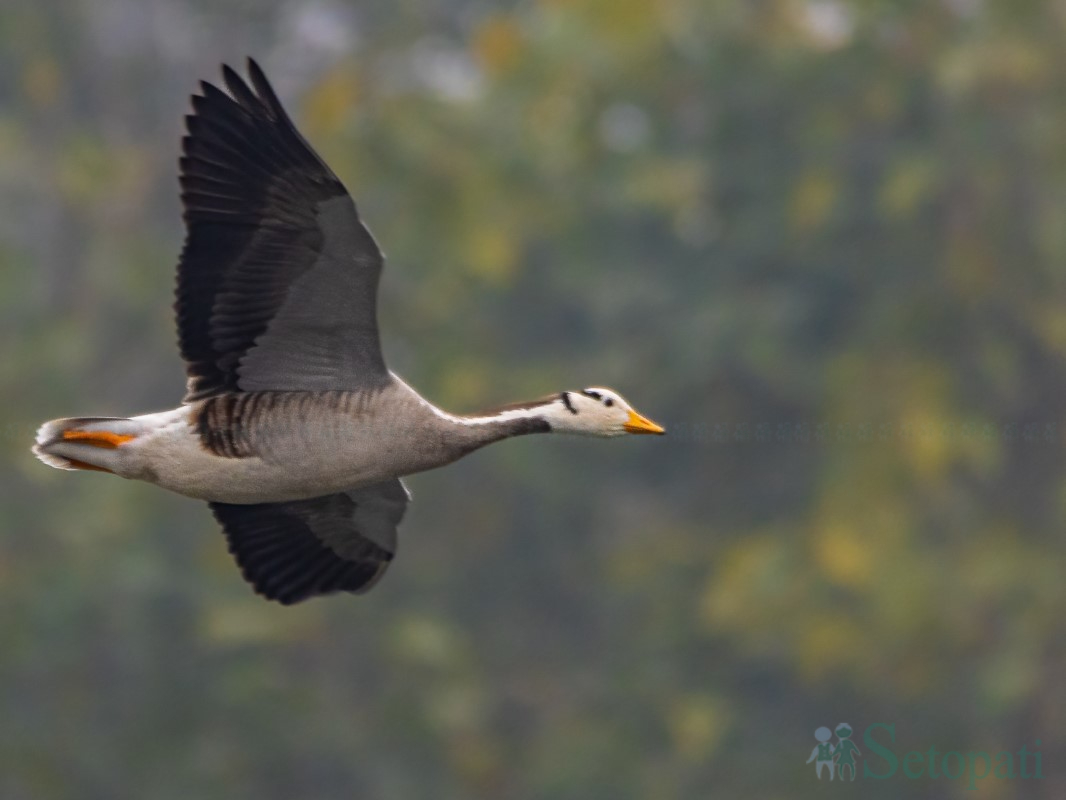 birds-(17)-1761379683.jpg