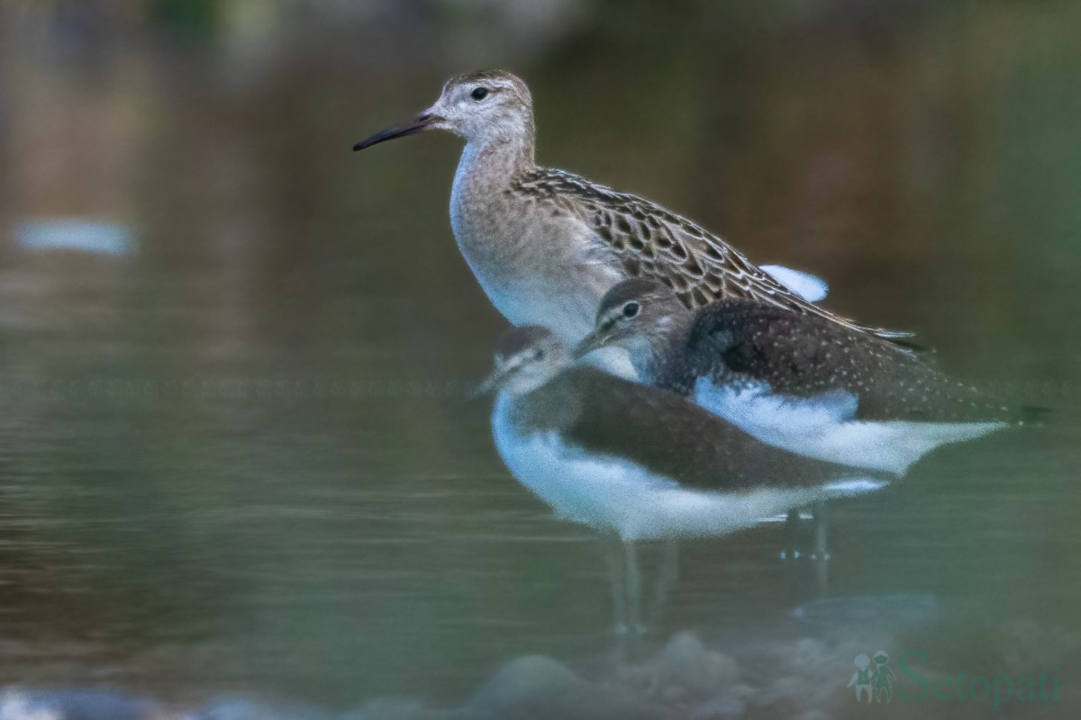 birds-(18)-1761379683.jpg