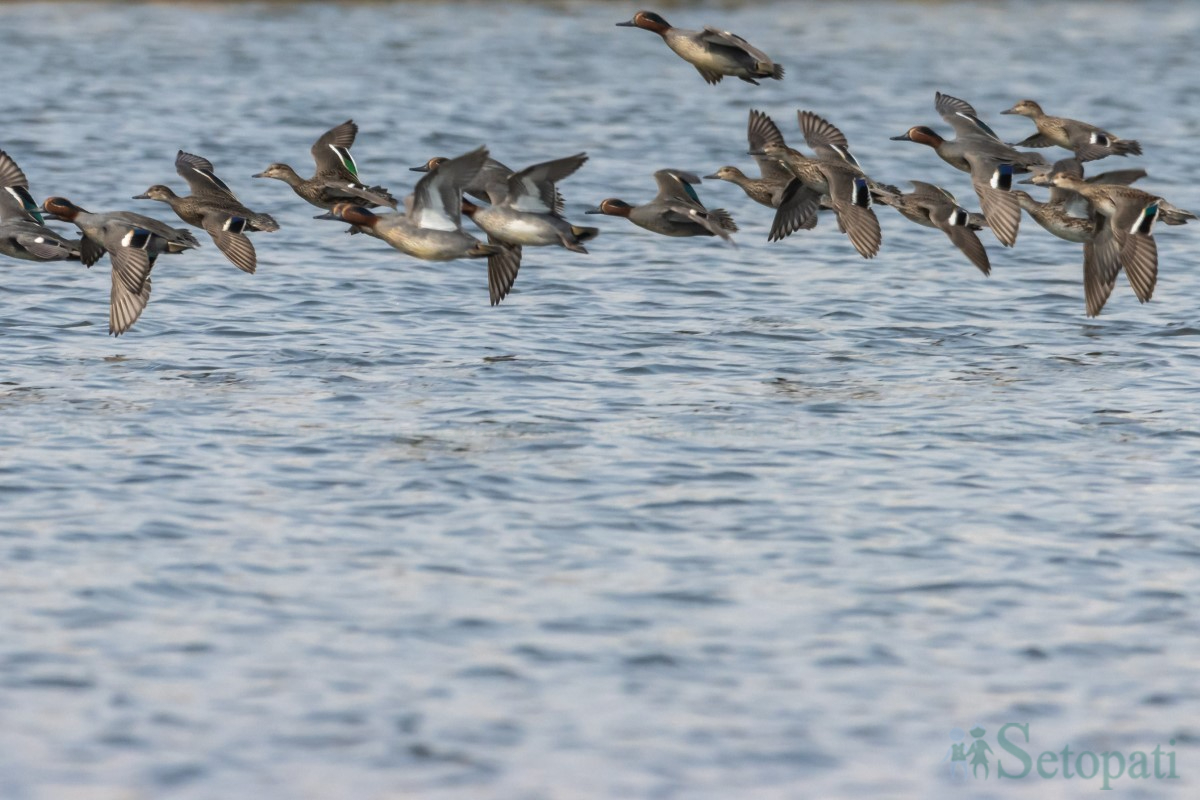 birds-(2)-1761379677.jpg