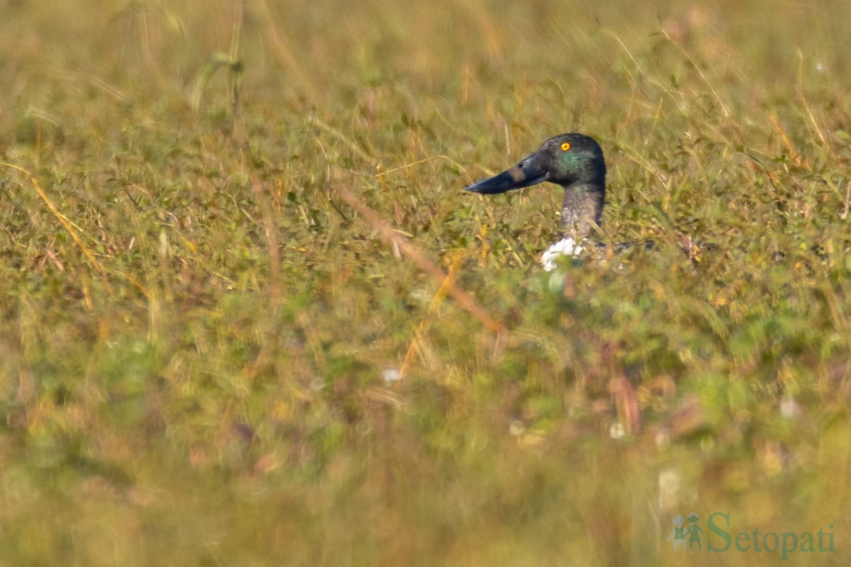 birds-(3)-1761379677.jpg