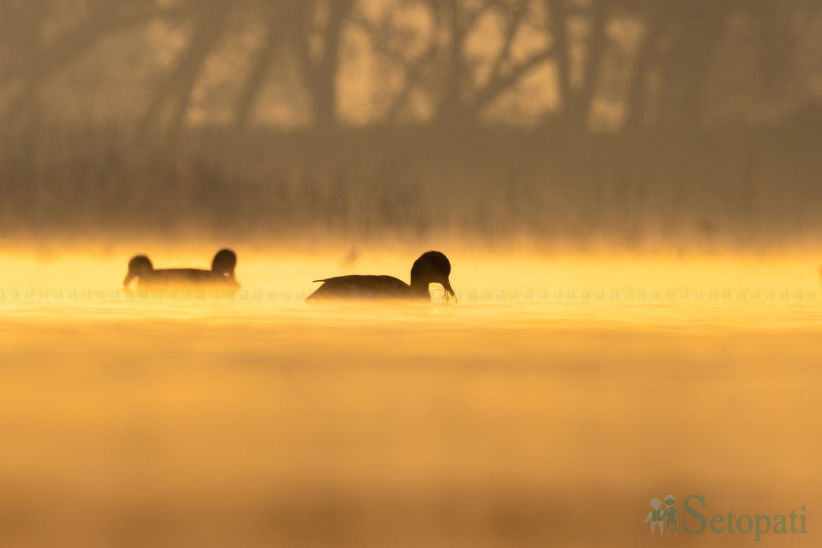 birds-(4)-1761379677.jpg