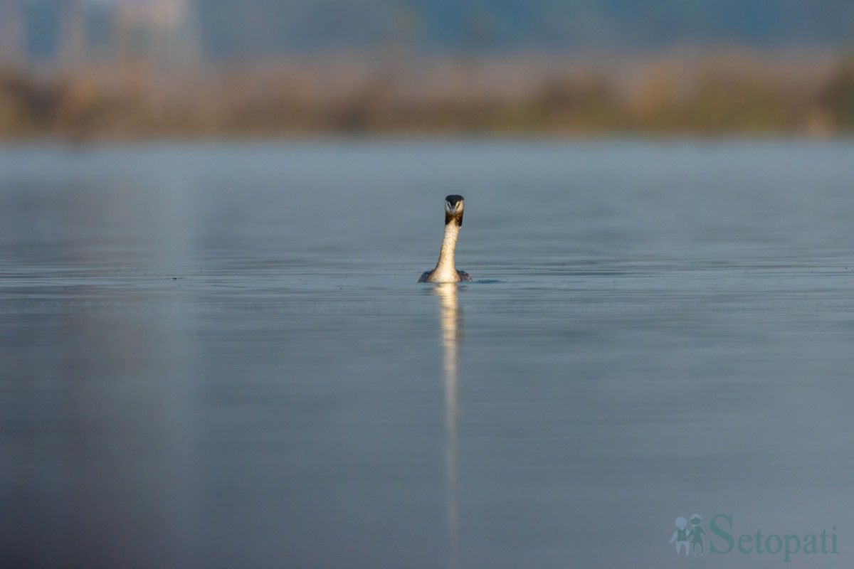 birds-(5)-1761379678.jpg