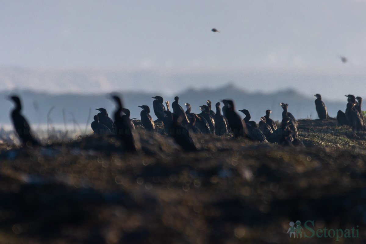 birds-(6)-1761379678.jpg