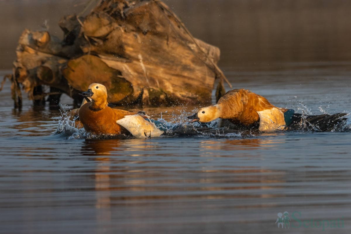 birds-(7)-1761379679.jpg