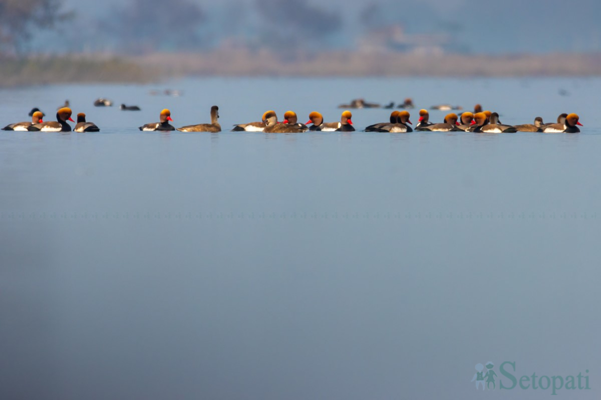 birds-(8)-1761379679.jpg