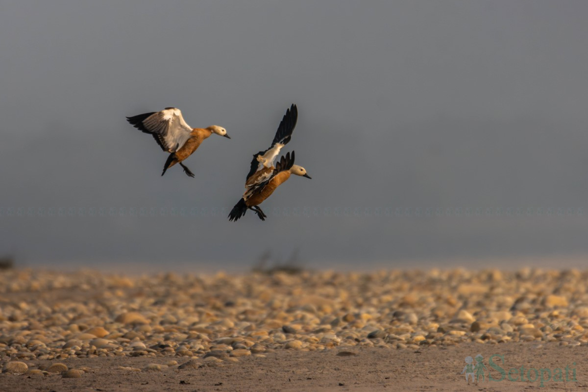birds-(9)-1761379680.jpg