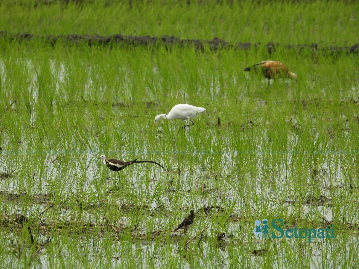 birds-in-chitwan1-1753805631.jpg