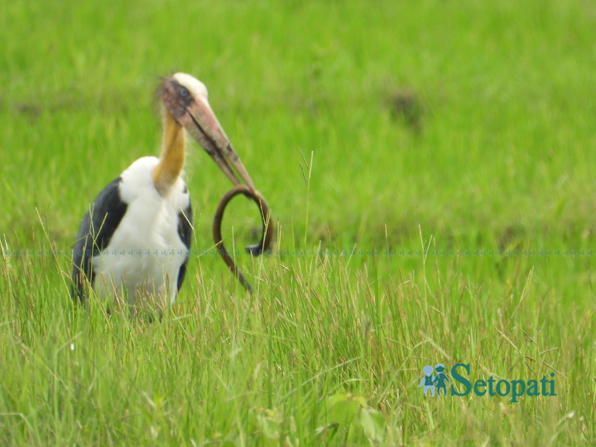 birds-in-chitwan10-1753805637.jpg