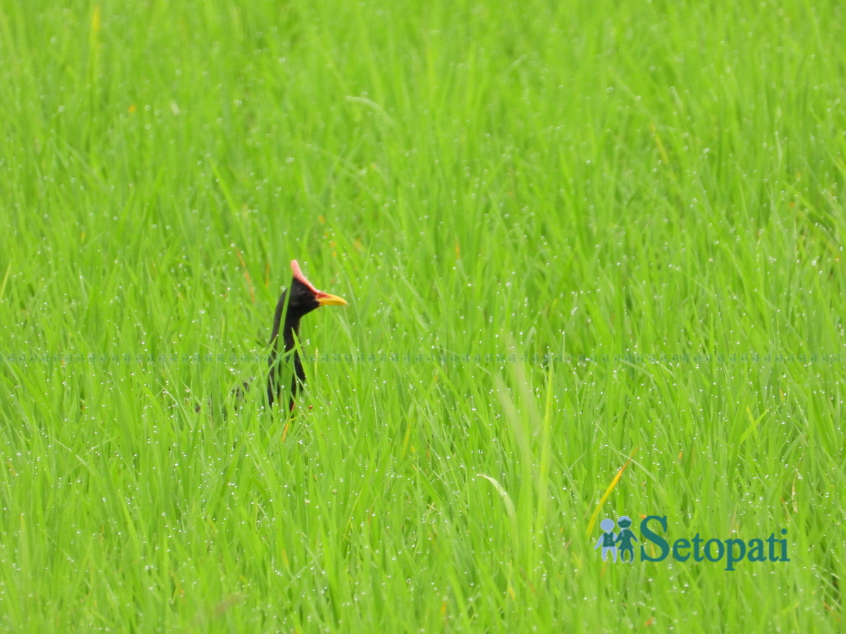 birds-in-chitwan11-1753805637.jpg
