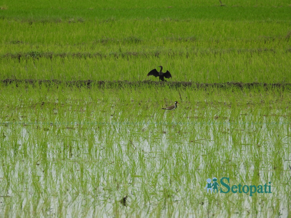 birds-in-chitwan12-1753805638.jpg