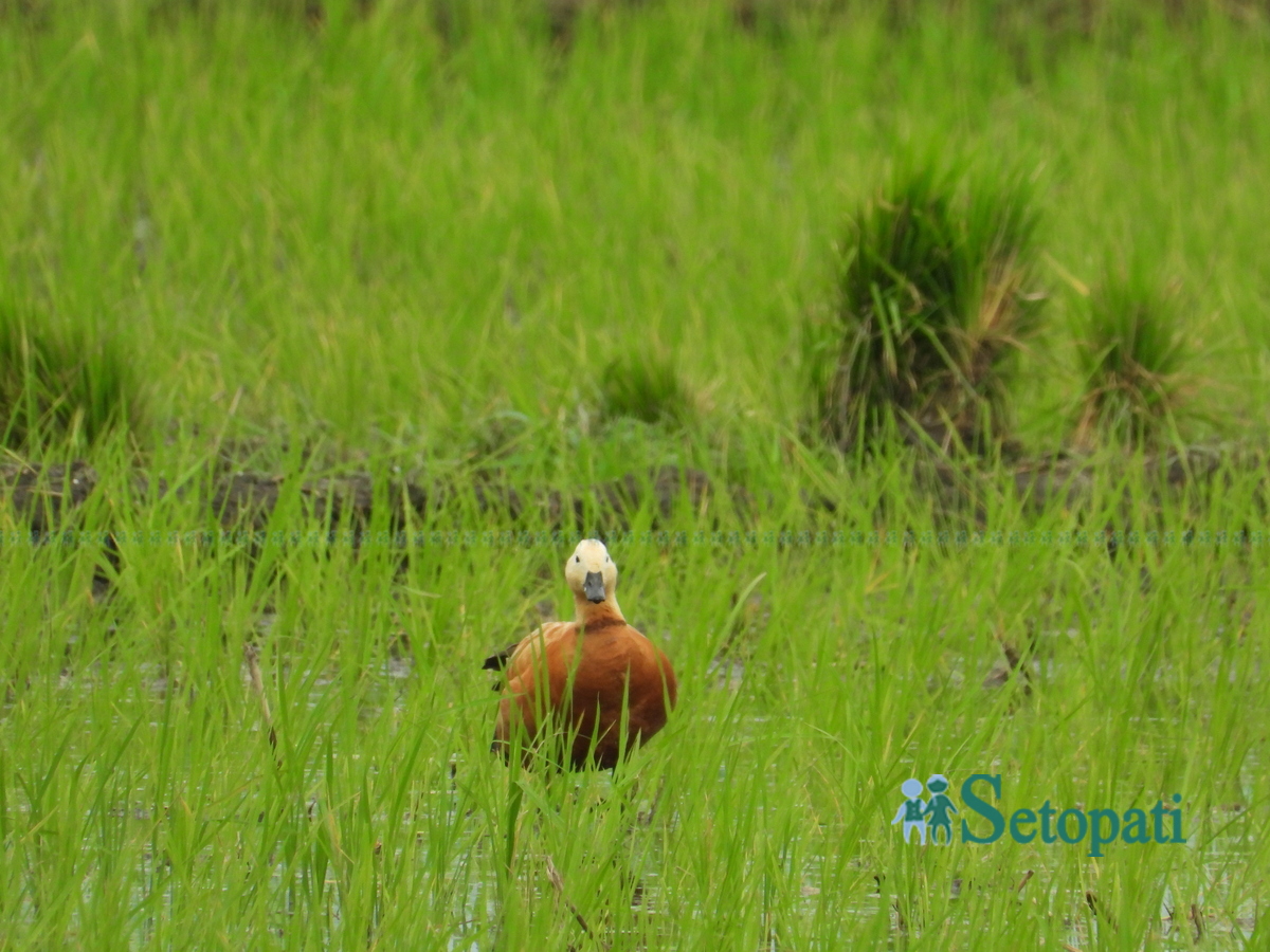 birds-in-chitwan2-1753805631.jpg
