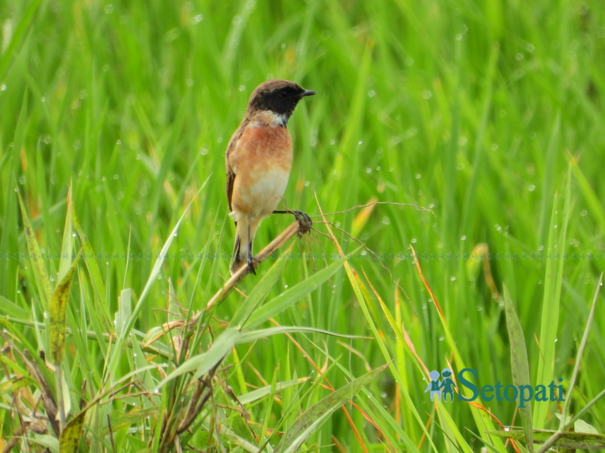birds-in-chitwan4-1753805632.jpg