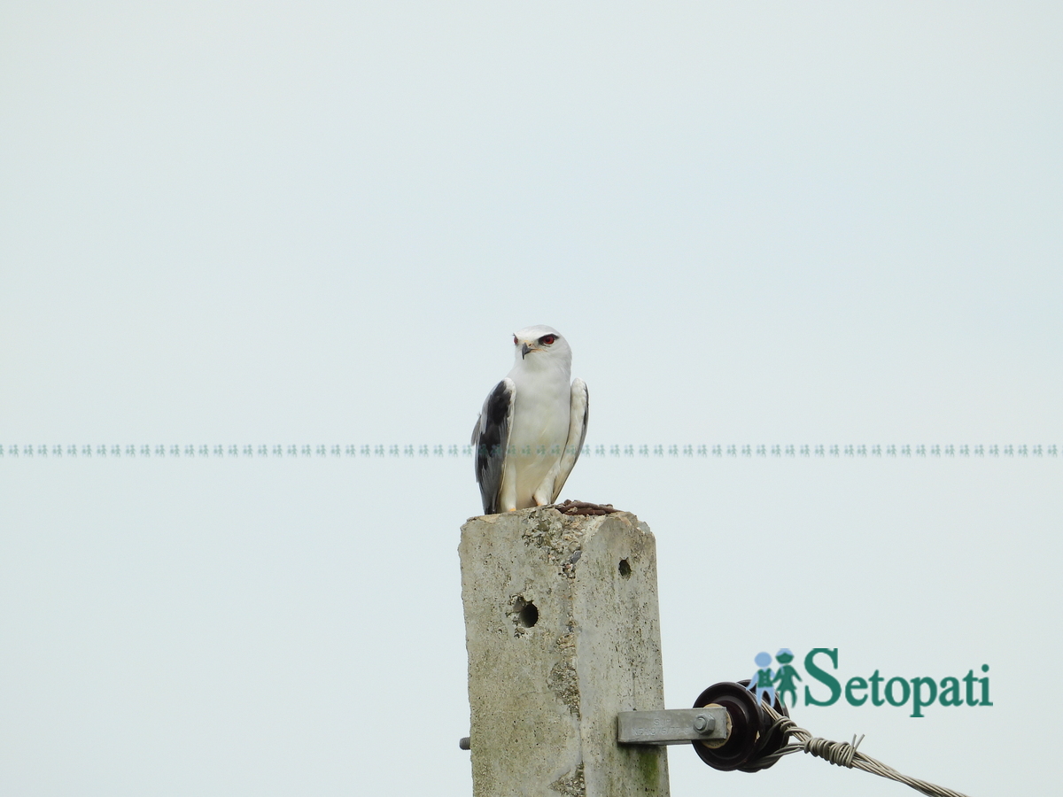 birds-in-chitwan5-1753805633.jpg