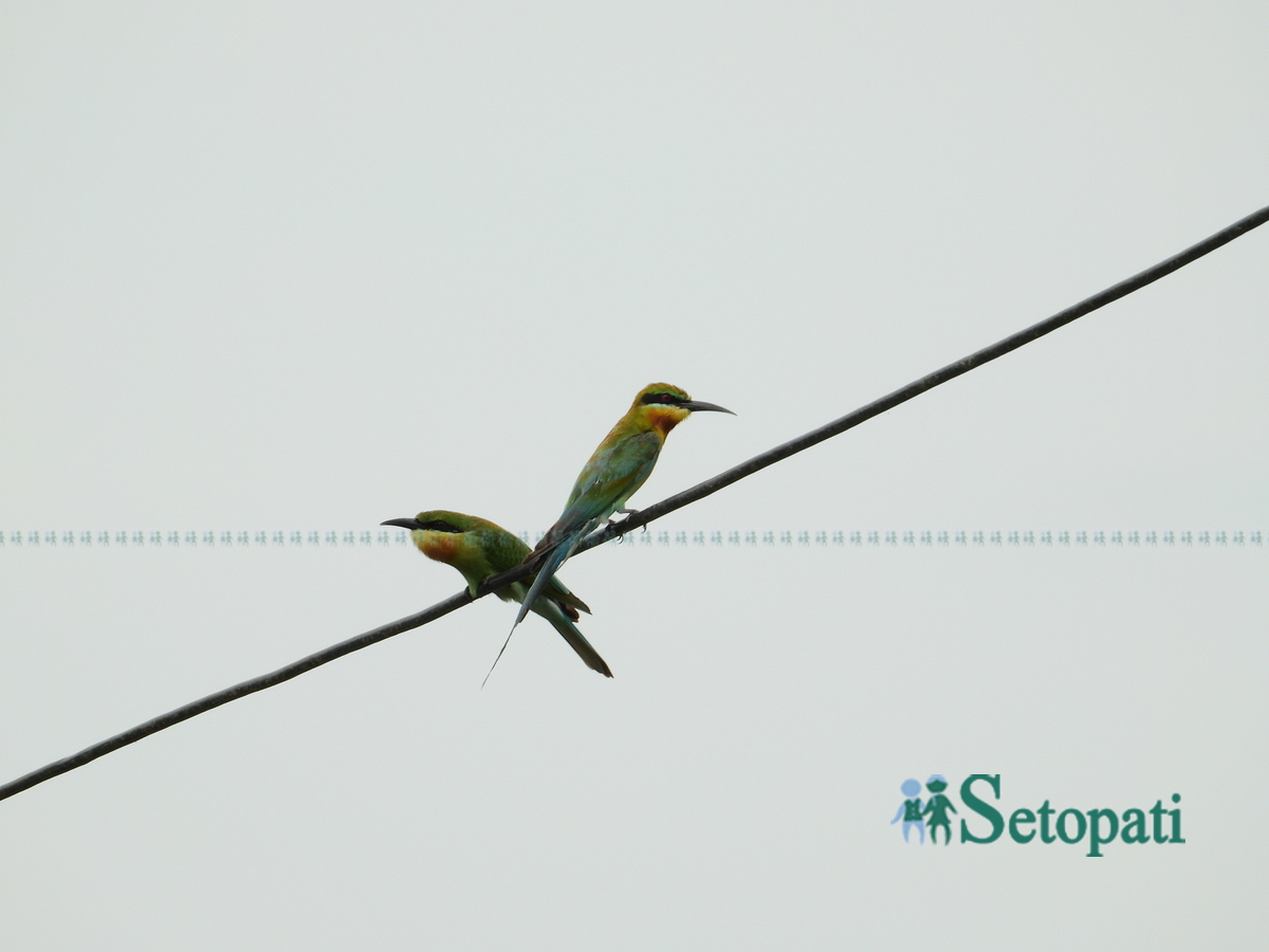 birds-in-chitwan6-1753805633.jpg