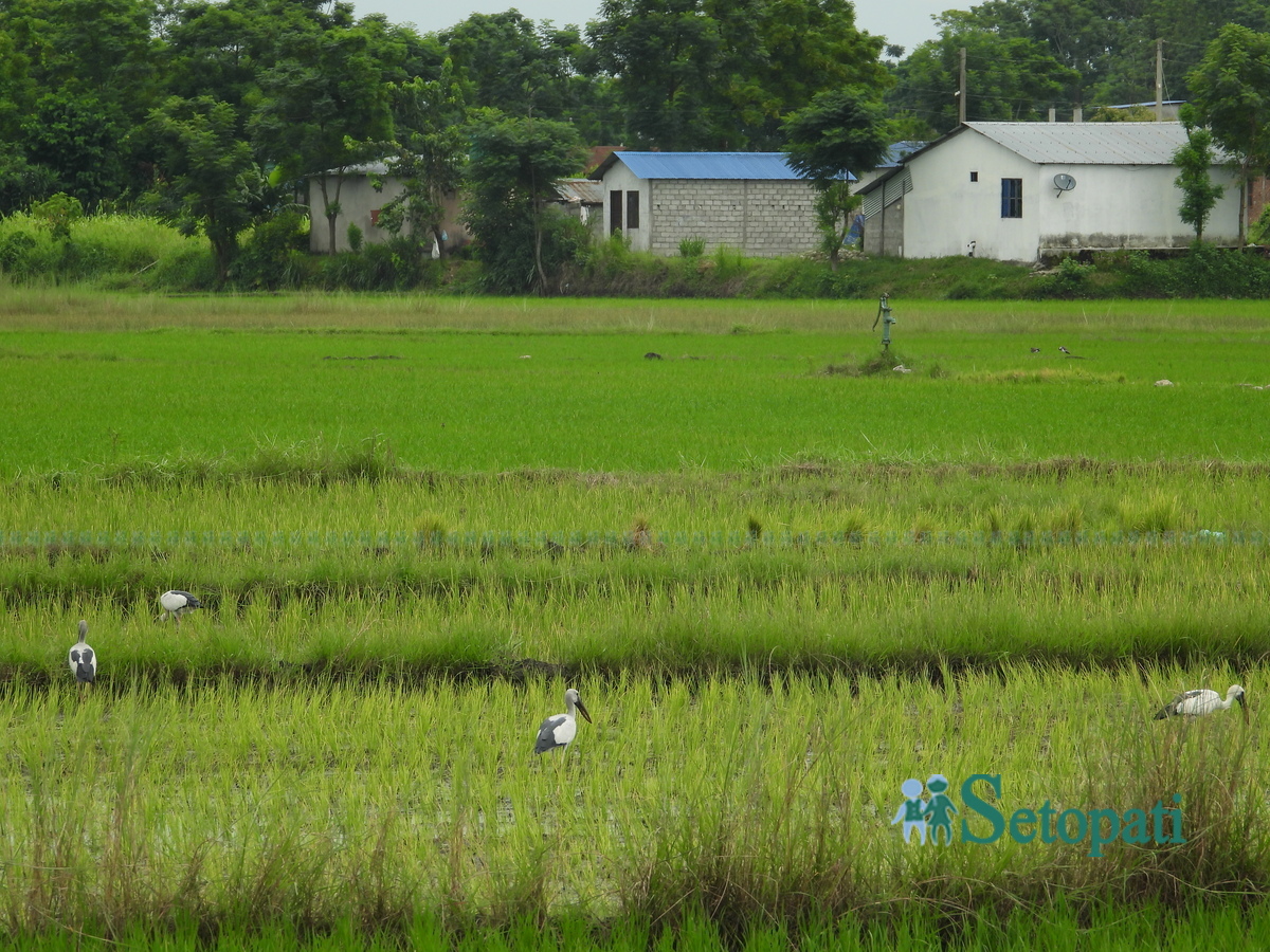 birds-in-chitwan7-1753805634.jpg