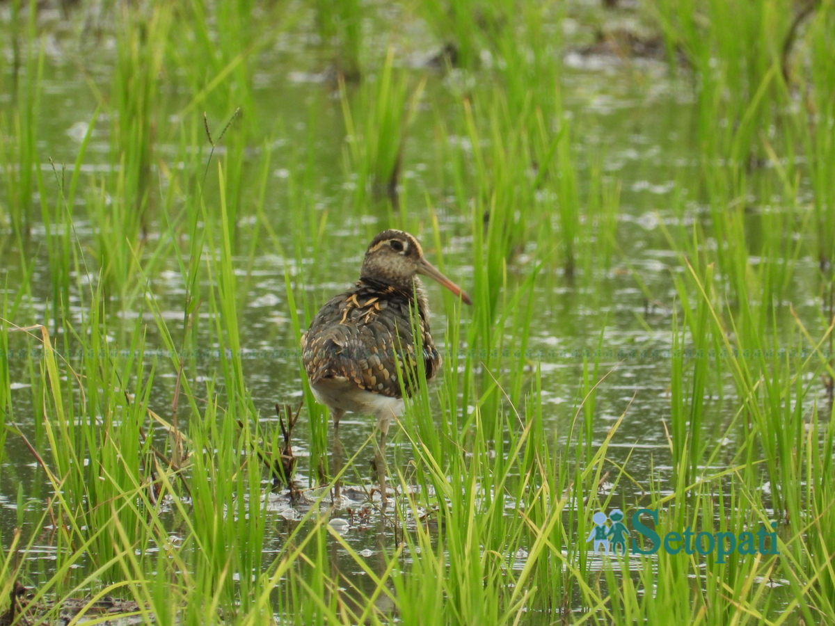 birds-in-chitwan8-1753805635.jpg