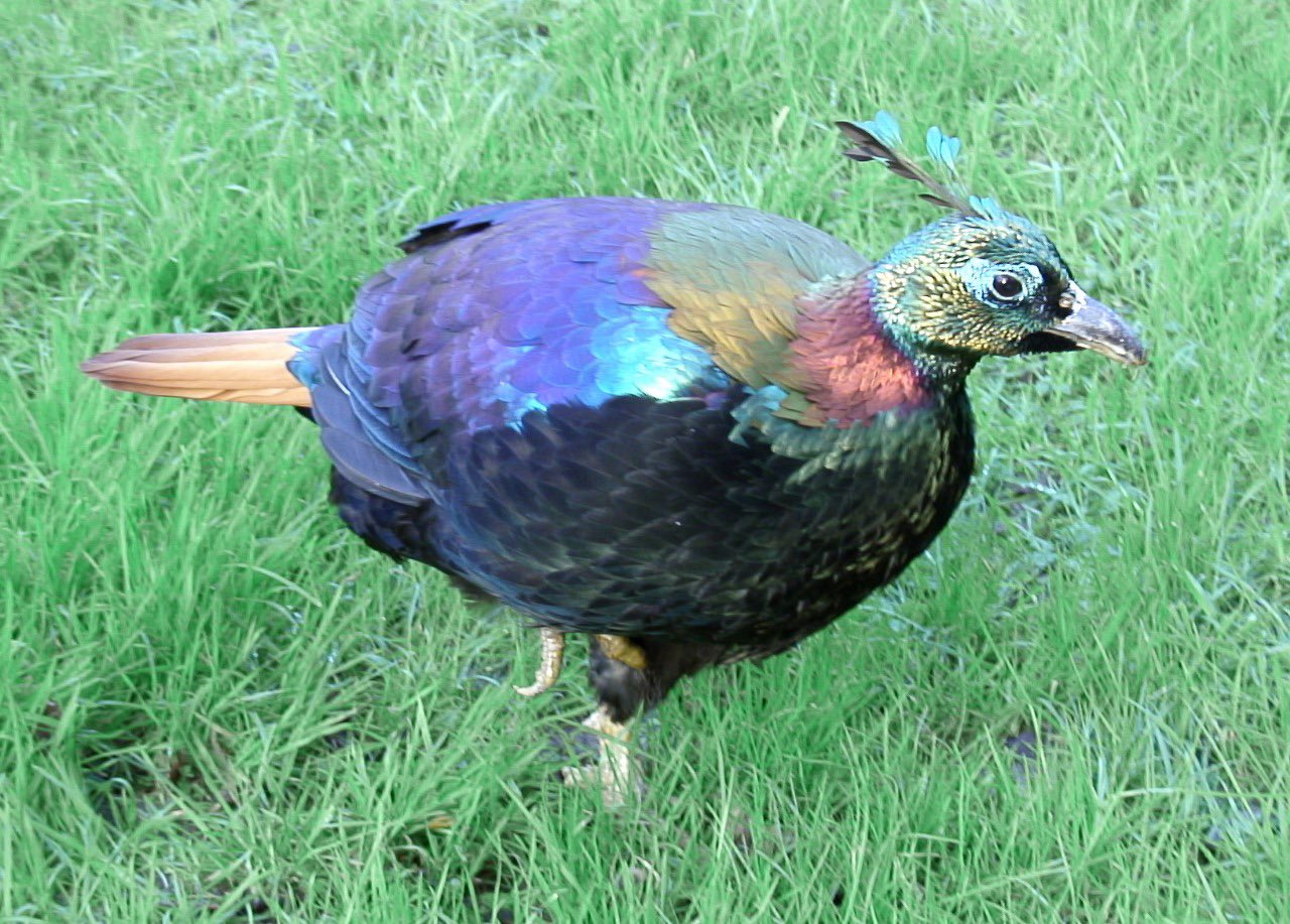 birds1-1746382264.jpeg
