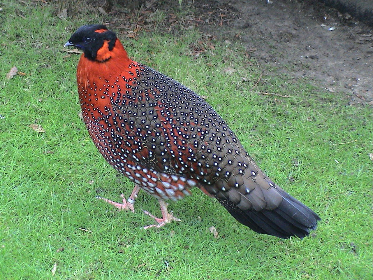 birds3-1746382264.jpeg