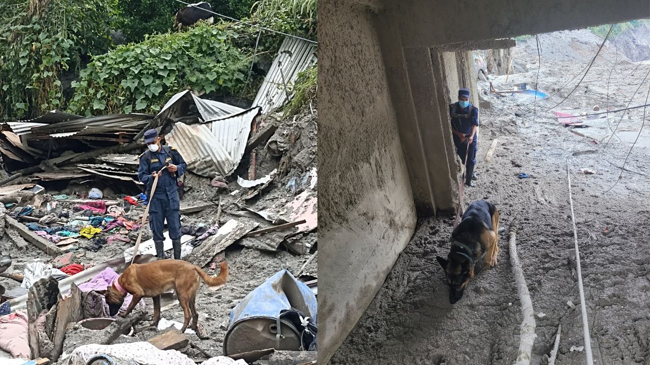 canine-1788777067.jpg