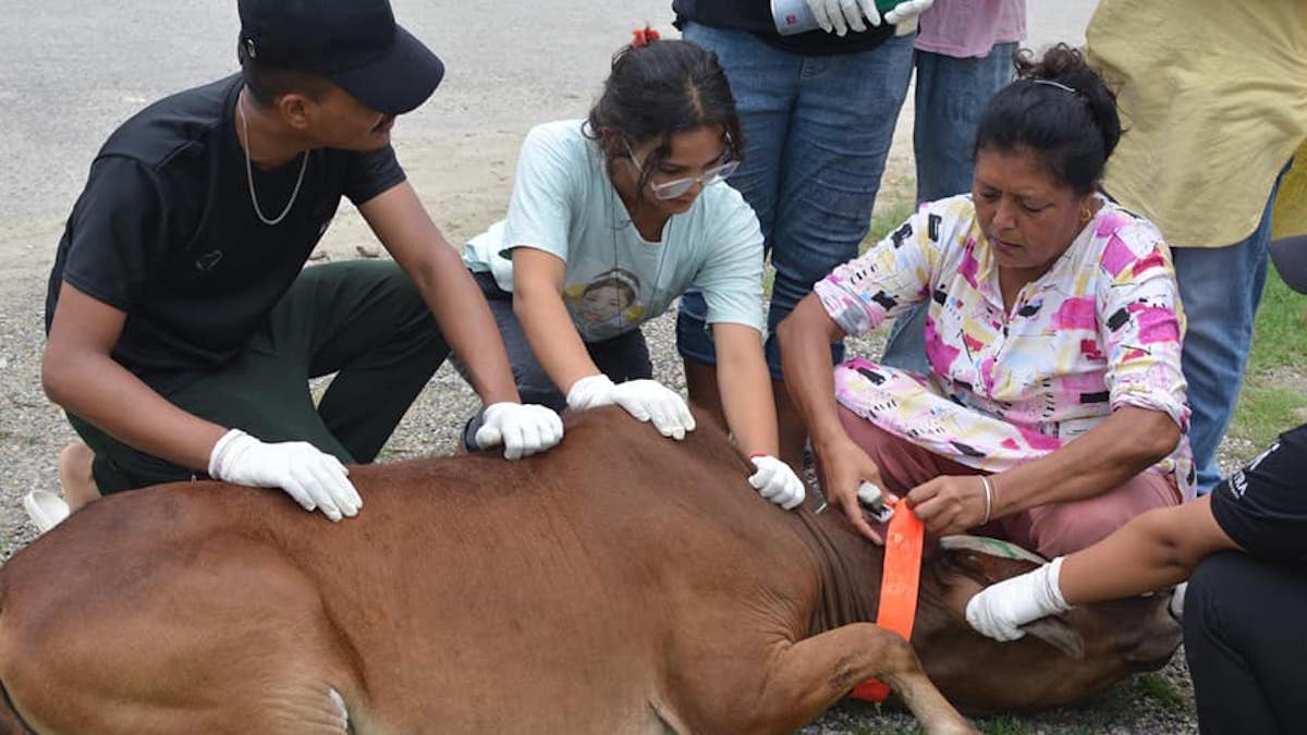 वेवारिसे चौपायाको उद्धार गर्दै मञ्जु र उनको टिम। तस्बिर : सविता बुढा/ सेतोपाटी