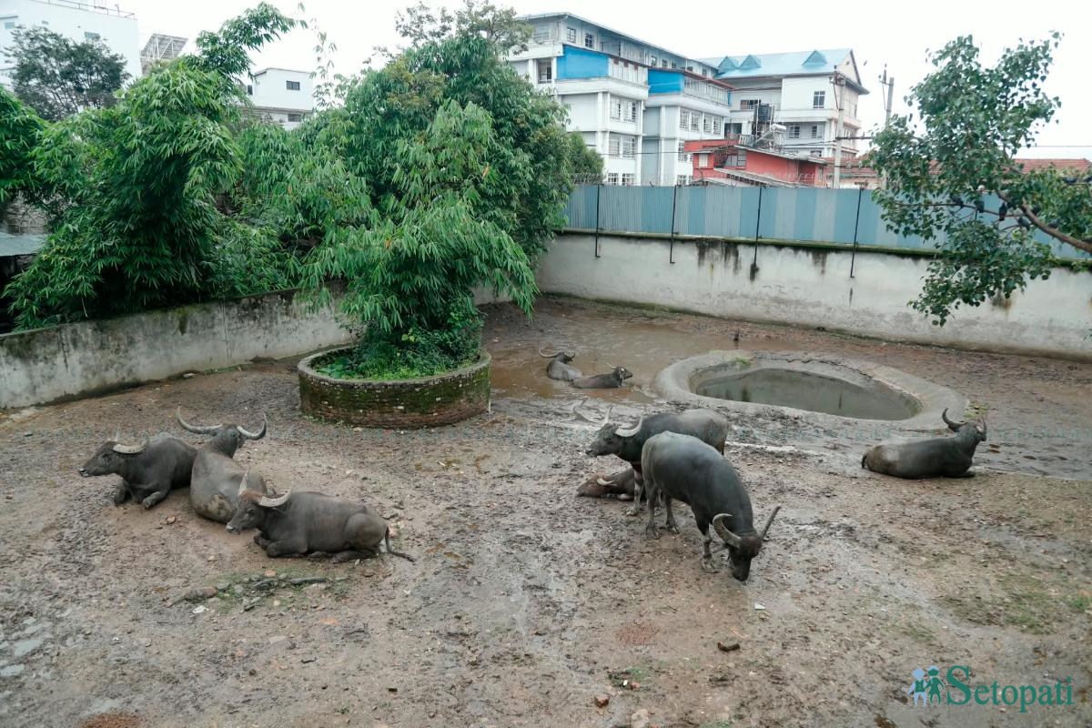 chidiya-ghar-(8)-ink-1784280210.jpeg
