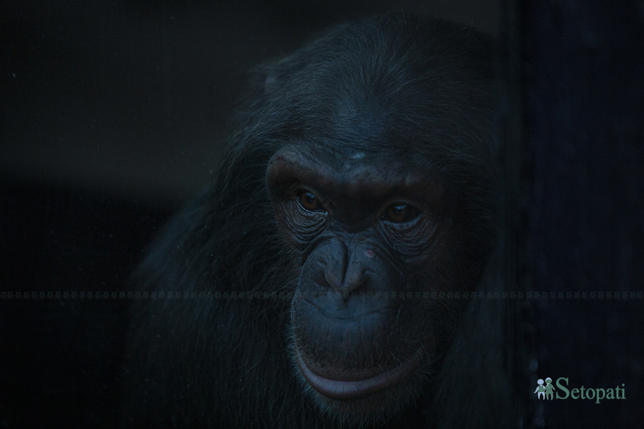chimpanzee-(2)-1715098419.jpg