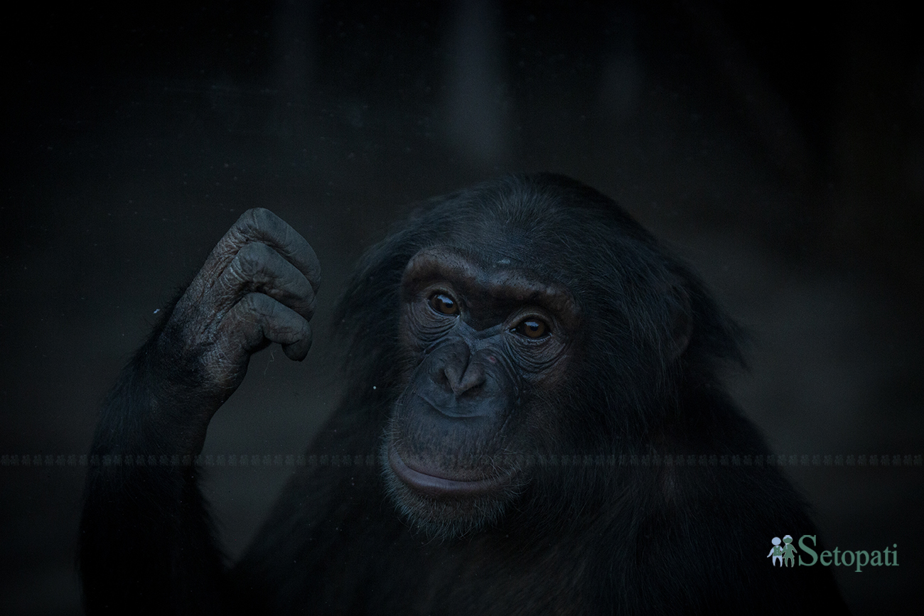 chimpanzee-1715098419.jpg